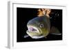 Atlantic Salmon (Salmo Salar) Female, River Orkla, Norway, September 2008-Lundgren-Framed Photographic Print