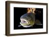 Atlantic Salmon (Salmo Salar) Female, River Orkla, Norway, September 2008-Lundgren-Framed Photographic Print