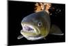 Atlantic Salmon (Salmo Salar) Female, River Orkla, Norway, September 2008-Lundgren-Mounted Photographic Print