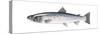 Atlantic Salmon (Salmo Salar), Fishes-Encyclopaedia Britannica-Stretched Canvas