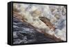 Atlantic Salmon (Salmo Salar) Leaping on Upstream Migration, England-Ann & Steve Toon-Framed Stretched Canvas