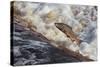 Atlantic Salmon (Salmo Salar) Leaping on Upstream Migration, England-Ann & Steve Toon-Stretched Canvas