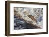 Atlantic Salmon (Salmo Salar) Leaping on Upstream Migration, England-Ann & Steve Toon-Framed Photographic Print