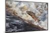 Atlantic Salmon (Salmo Salar) Leaping on Upstream Migration, England-Ann & Steve Toon-Mounted Photographic Print