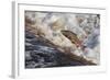 Atlantic Salmon (Salmo Salar) Leaping on Upstream Migration, England-Ann & Steve Toon-Framed Photographic Print