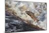 Atlantic Salmon (Salmo Salar) Leaping on Upstream Migration, England-Ann & Steve Toon-Mounted Photographic Print