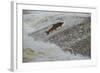 Atlantic Salmon (Salmo Salar) Leaping Up the Cauld at Philphaugh Centre Near Selkirk, Scotland, UK-Rob Jordan-Framed Photographic Print