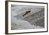 Atlantic Salmon (Salmo Salar) Leaping Up the Cauld at Philphaugh Centre Near Selkirk, Scotland, UK-Rob Jordan-Framed Photographic Print