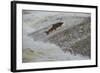 Atlantic Salmon (Salmo Salar) Leaping Up the Cauld at Philphaugh Centre Near Selkirk, Scotland, UK-Rob Jordan-Framed Photographic Print