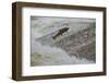 Atlantic Salmon (Salmo Salar) Leaping Up the Cauld at Philphaugh Centre Near Selkirk, Scotland, UK-Rob Jordan-Framed Photographic Print