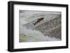 Atlantic Salmon (Salmo Salar) Leaping Up the Cauld at Philphaugh Centre Near Selkirk, Scotland, UK-Rob Jordan-Framed Photographic Print