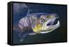 Atlantic Salmon (Salmo Salar) Male, River Orkla, Norway, September 2008-Lundgren-Framed Stretched Canvas