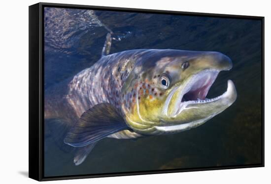 Atlantic Salmon (Salmo Salar) Male, River Orkla, Norway, September 2008-Lundgren-Framed Stretched Canvas