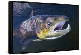 Atlantic Salmon (Salmo Salar) Male, River Orkla, Norway, September 2008-Lundgren-Framed Stretched Canvas