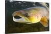 Atlantic Salmon (Salmo Salar) Male, River Orkla, Norway, September 2008-Lundgren-Stretched Canvas