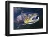 Atlantic Salmon (Salmo Salar) Male, River Orkla, Norway, September 2008-Lundgren-Framed Photographic Print