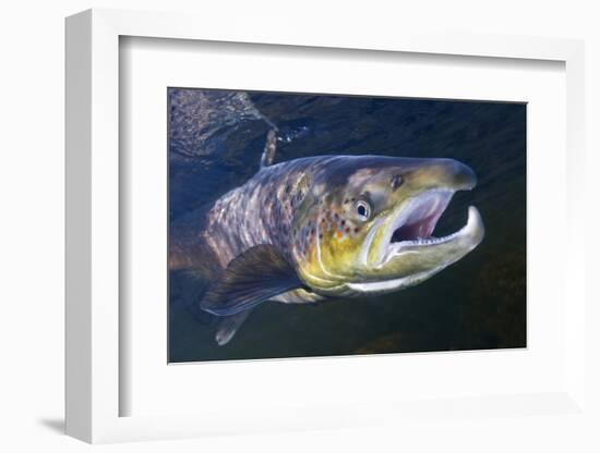 Atlantic Salmon (Salmo Salar) Male, River Orkla, Norway, September 2008-Lundgren-Framed Photographic Print