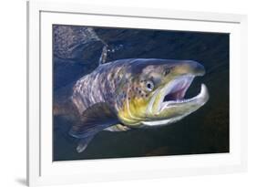 Atlantic Salmon (Salmo Salar) Male, River Orkla, Norway, September 2008-Lundgren-Framed Photographic Print