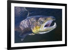 Atlantic Salmon (Salmo Salar) Male, River Orkla, Norway, September 2008-Lundgren-Framed Photographic Print