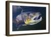 Atlantic Salmon (Salmo Salar) Male, River Orkla, Norway, September 2008-Lundgren-Framed Photographic Print