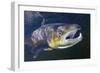 Atlantic Salmon (Salmo Salar) Male, River Orkla, Norway, September 2008-Lundgren-Framed Photographic Print