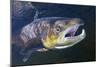 Atlantic Salmon (Salmo Salar) Male, River Orkla, Norway, September 2008-Lundgren-Mounted Photographic Print