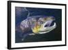 Atlantic Salmon (Salmo Salar) Male, River Orkla, Norway, September 2008-Lundgren-Framed Photographic Print