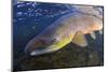 Atlantic Salmon (Salmo Salar) Male, River Orkla, Norway, September 2008-Lundgren-Mounted Photographic Print