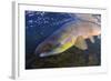 Atlantic Salmon (Salmo Salar) Male, River Orkla, Norway, September 2008-Lundgren-Framed Photographic Print