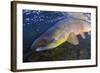 Atlantic Salmon (Salmo Salar) Male, River Orkla, Norway, September 2008-Lundgren-Framed Photographic Print