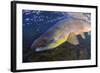 Atlantic Salmon (Salmo Salar) Male, River Orkla, Norway, September 2008-Lundgren-Framed Photographic Print