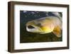 Atlantic Salmon (Salmo Salar) Male, River Orkla, Norway, September 2008-Lundgren-Framed Photographic Print