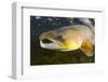 Atlantic Salmon (Salmo Salar) Male, River Orkla, Norway, September 2008-Lundgren-Framed Photographic Print