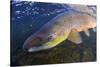 Atlantic Salmon (Salmo Salar) Male, River Orkla, Norway, September 2008-Lundgren-Stretched Canvas