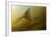 Atlantic Salmon (Salmo Salar) Migrating Upstream to Spawn, Umeälven, Sweden, July 2009-Roggo-Framed Photographic Print