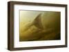 Atlantic Salmon (Salmo Salar) Migrating Upstream to Spawn, Umeälven, Sweden, July 2009-Roggo-Framed Photographic Print