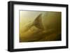 Atlantic Salmon (Salmo Salar) Migrating Upstream to Spawn, Umeälven, Sweden, July 2009-Roggo-Framed Photographic Print