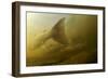 Atlantic Salmon (Salmo Salar) Migrating Upstream to Spawn, Umeälven, Sweden, July 2009-Roggo-Framed Photographic Print