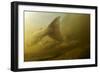 Atlantic Salmon (Salmo Salar) Migrating Upstream to Spawn, Umeälven, Sweden, July 2009-Roggo-Framed Photographic Print