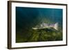 Atlantic Salmon (Salmo Salar) River Orkla, Norway, September 2008-Lundgren-Framed Photographic Print