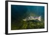 Atlantic Salmon (Salmo Salar) River Orkla, Norway, September 2008-Lundgren-Framed Photographic Print