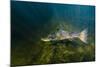 Atlantic Salmon (Salmo Salar) River Orkla, Norway, September 2008-Lundgren-Mounted Photographic Print