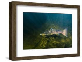 Atlantic Salmon (Salmo Salar) River Orkla, Norway, September 2008-Lundgren-Framed Photographic Print