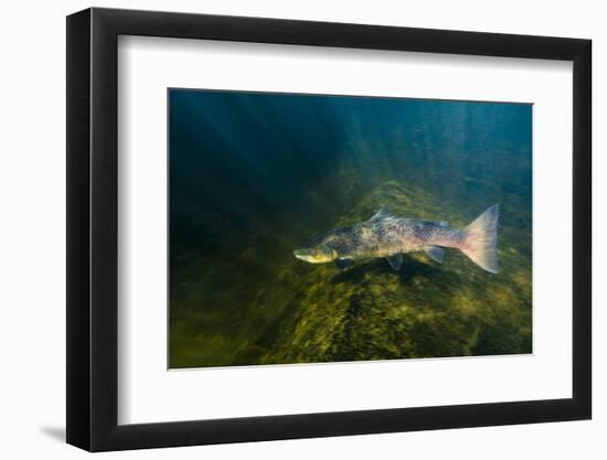 Atlantic Salmon (Salmo Salar) River Orkla, Norway, September 2008-Lundgren-Framed Photographic Print