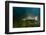 Atlantic Salmon (Salmo Salar) River Orkla, Norway, September 2008-Lundgren-Framed Photographic Print