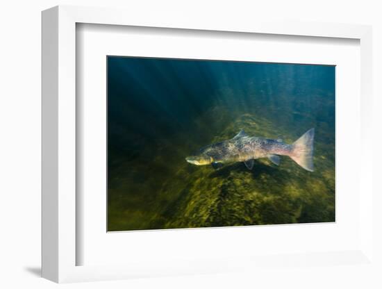 Atlantic Salmon (Salmo Salar) River Orkla, Norway, September 2008-Lundgren-Framed Photographic Print