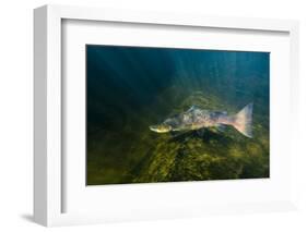 Atlantic Salmon (Salmo Salar) River Orkla, Norway, September 2008-Lundgren-Framed Photographic Print