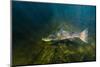 Atlantic Salmon (Salmo Salar) River Orkla, Norway, September 2008-Lundgren-Mounted Photographic Print