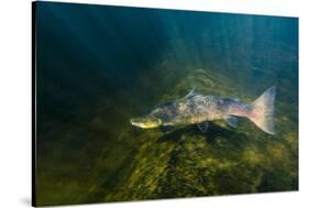 Atlantic Salmon (Salmo Salar) River Orkla, Norway, September 2008-Lundgren-Stretched Canvas