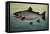 Atlantic Salmon-Porter Design-Framed Stretched Canvas